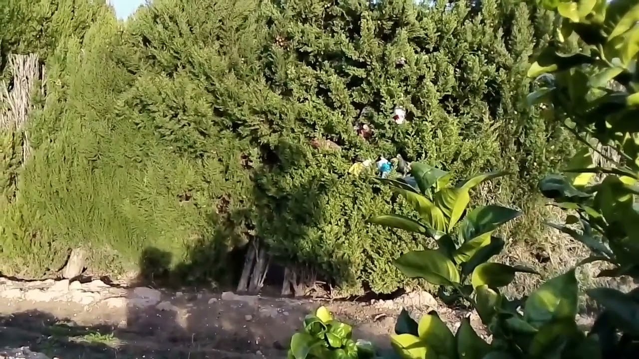 Mirar como este blanco se da la vuelta en el rebote 😀 palomos deportivos