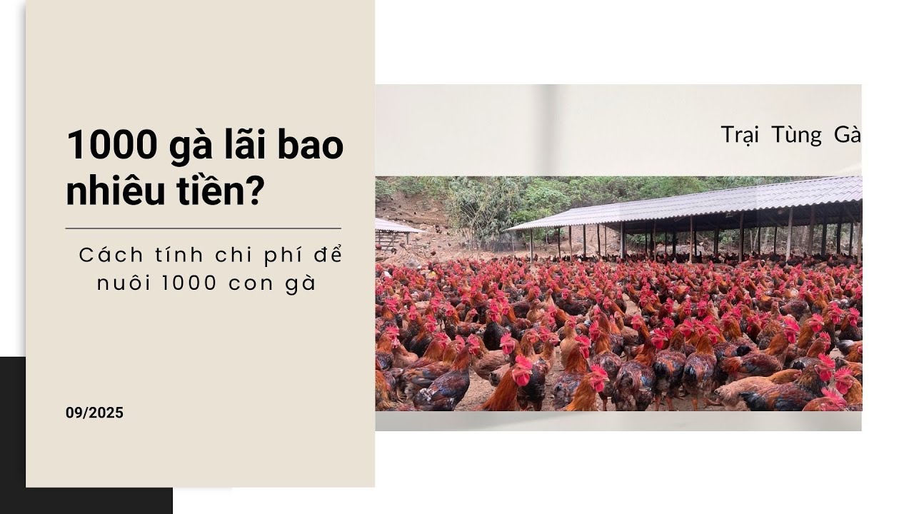 1000 gà lãi bao nhiêu tiền? Cách tính chi phí để nuôi 1000 gà