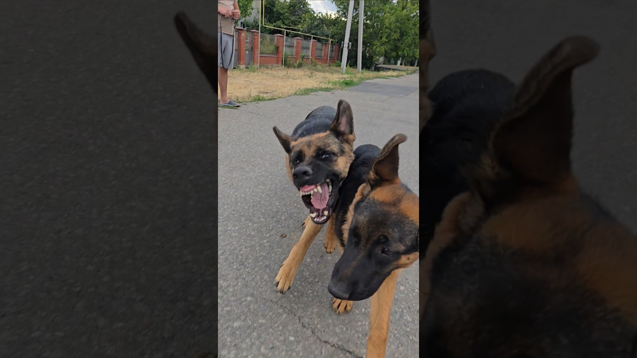 😀You can't beat Mom! A funny German Shepherd puppy fights with his big mom.