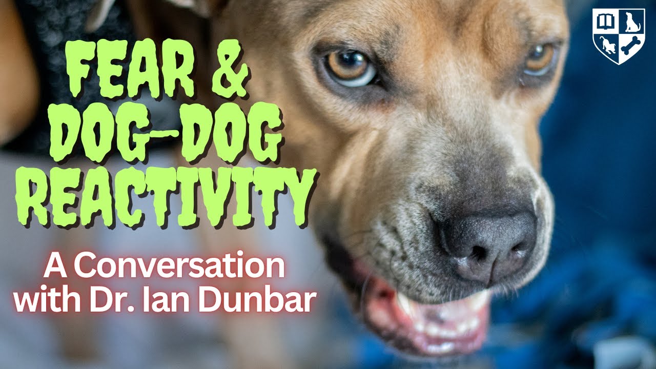 Fear & Dog-Dog Reactivity, It's not what you might think.