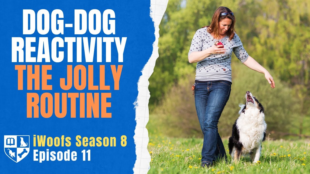 The Jolly Routine and Dog Reactivity - iWoofs S8E11