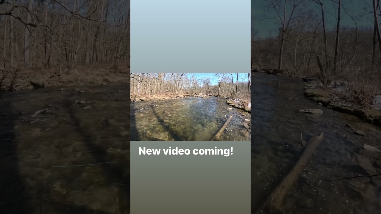 Stockies don&rsquo;t stand a chance #stockedtrout #pickeringcreek #trout #rainbowtrout #flyfishing