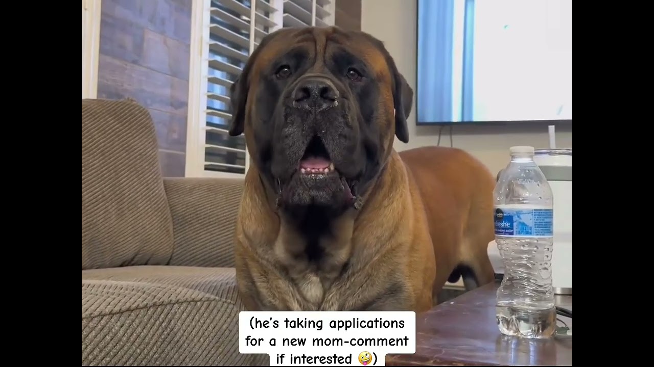 How dare I say No. #meanmom #bowsersworld #begging #pouting #dogs #fyp