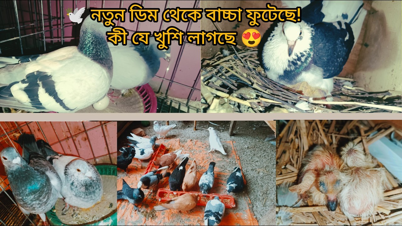 কবুতরের ডিম ফুটে গেল—খামারে আনন্দের দিন 🕊️