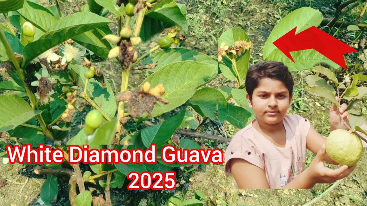 White diamond Guava2025 ||   Seedless white diamond Guava available || ph-7601949430a