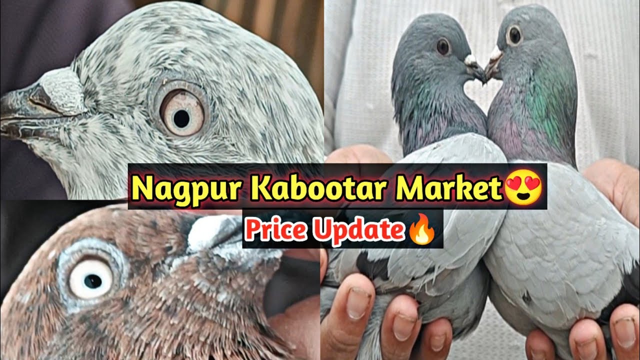 Nagpur Kabootar Market🕊️ | High Flyer Pigeons😍
