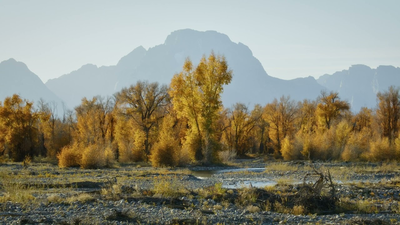 Ambience In Autumn Forest 4K 🎶
