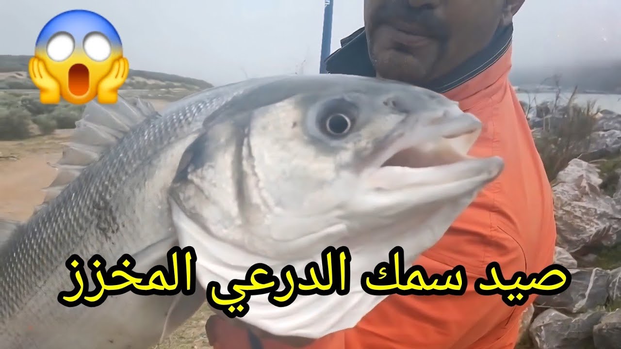 صيد سمك درعي ضخم😲 على المباشر مع الرايس عبدالاه🎣  fishing maroc💯معلومة مهمة عن الطعم