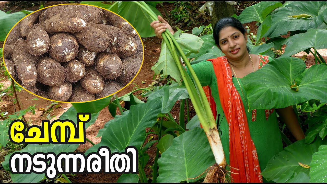 ചേമ്പ് നടീൽ ശരിയായരീതിയിൽ | ചേമ്പ് കൃഷി | Chembu Krishi Tips In Malayalam | Chembu Nadunna Reethi