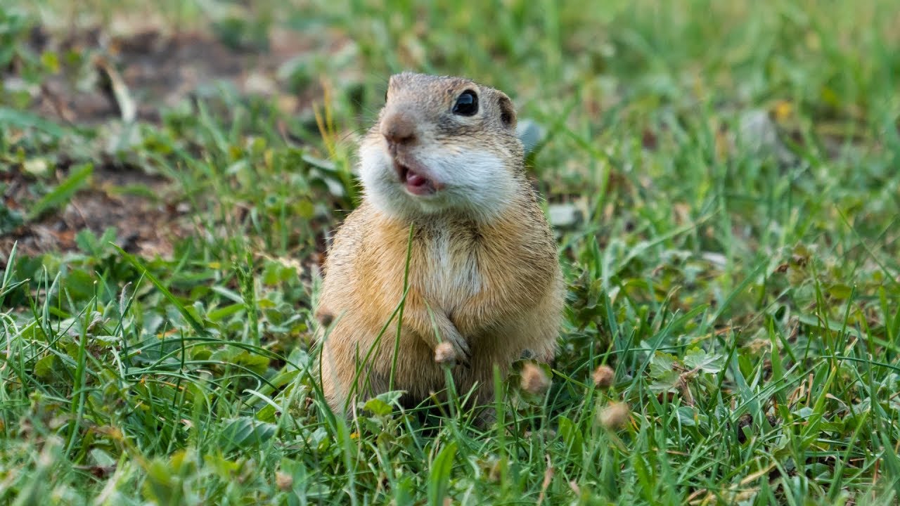 Susły