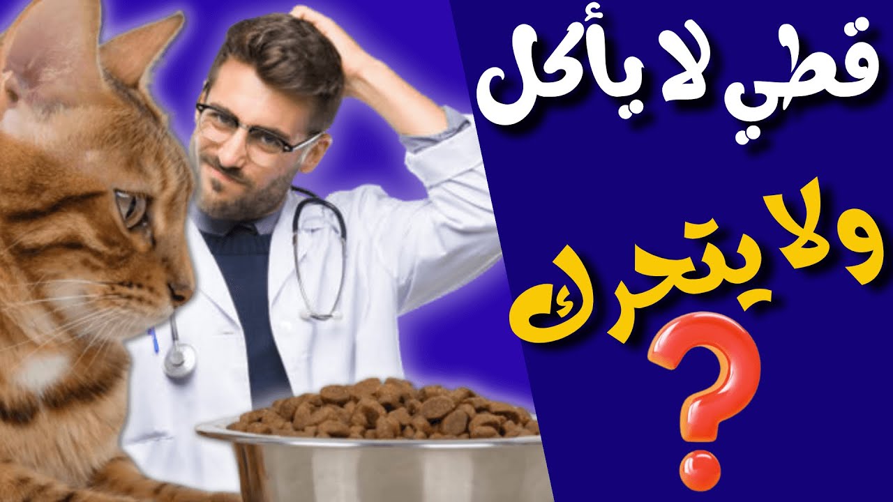 فقدان الشهية عند القطط |علاج فقدان الشهية عند القطط !