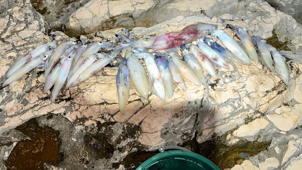 Ribolov sa obale rekordni eging ulovi #eging #fishing #gopro #adriaticsea #ribolov