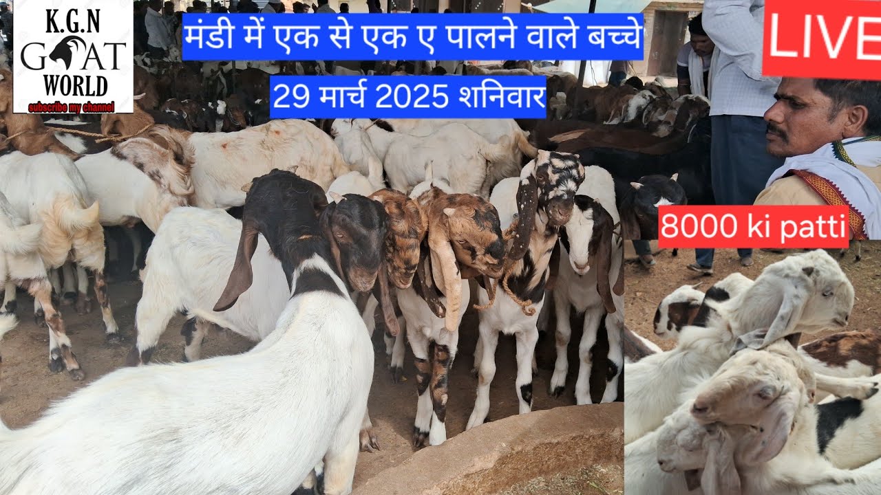 शनिवार 29 मार्च 2025 अजमेर बकरा मंडी मार्केट एक से बढ़कर एक पालने वाले बच्चे आ रहे हैं #kgngoatworld
