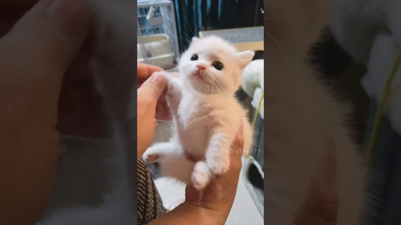 Милашка-котёнок — просто бомба! 😍🐱
