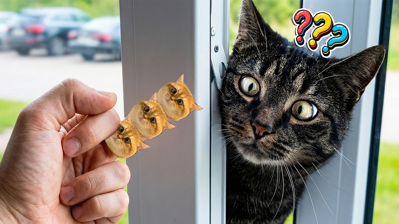 BEST OF 2026: Epic CAT Falling Moments - Funny Animal Moment