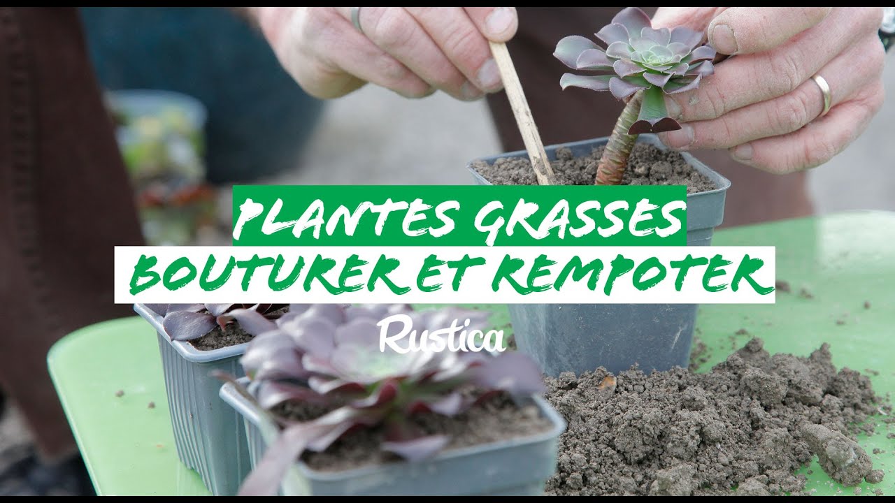 Bouturer et rempoter les plantes grasses