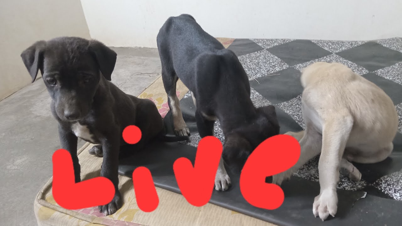 dogs family live daily