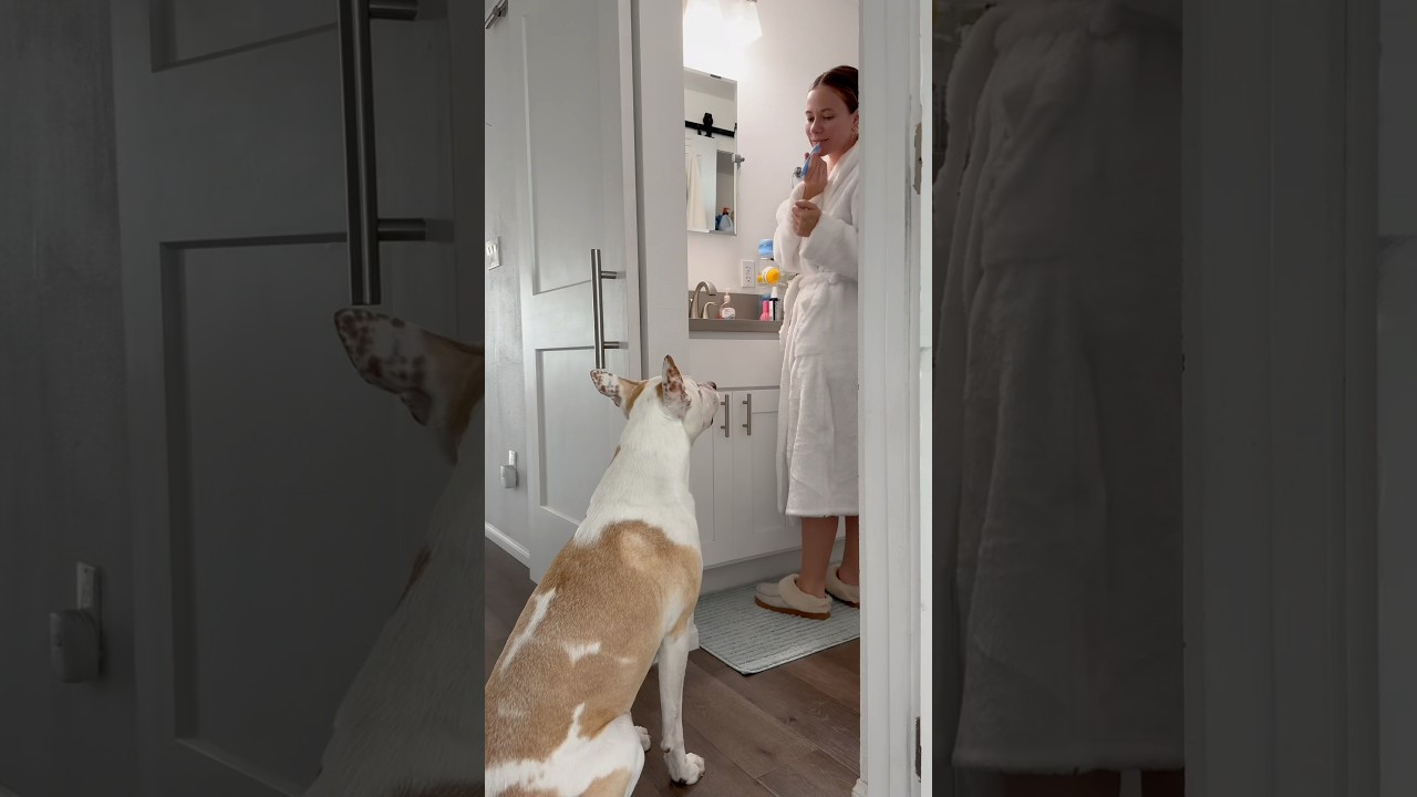 My dog, Yuki, vlogs our day🐶#dogshorts #vlog #dayinmylife #lifestyle #pets #dog #funny #funnyvideo