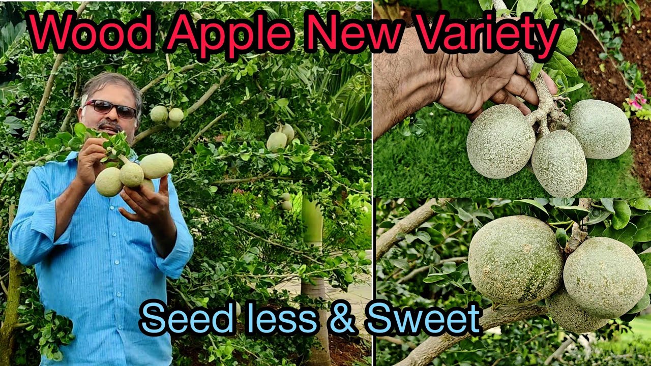 Wood Apple Seedless || Latest Variety Wood Apple || Saptagiri Nursery || 7075858499