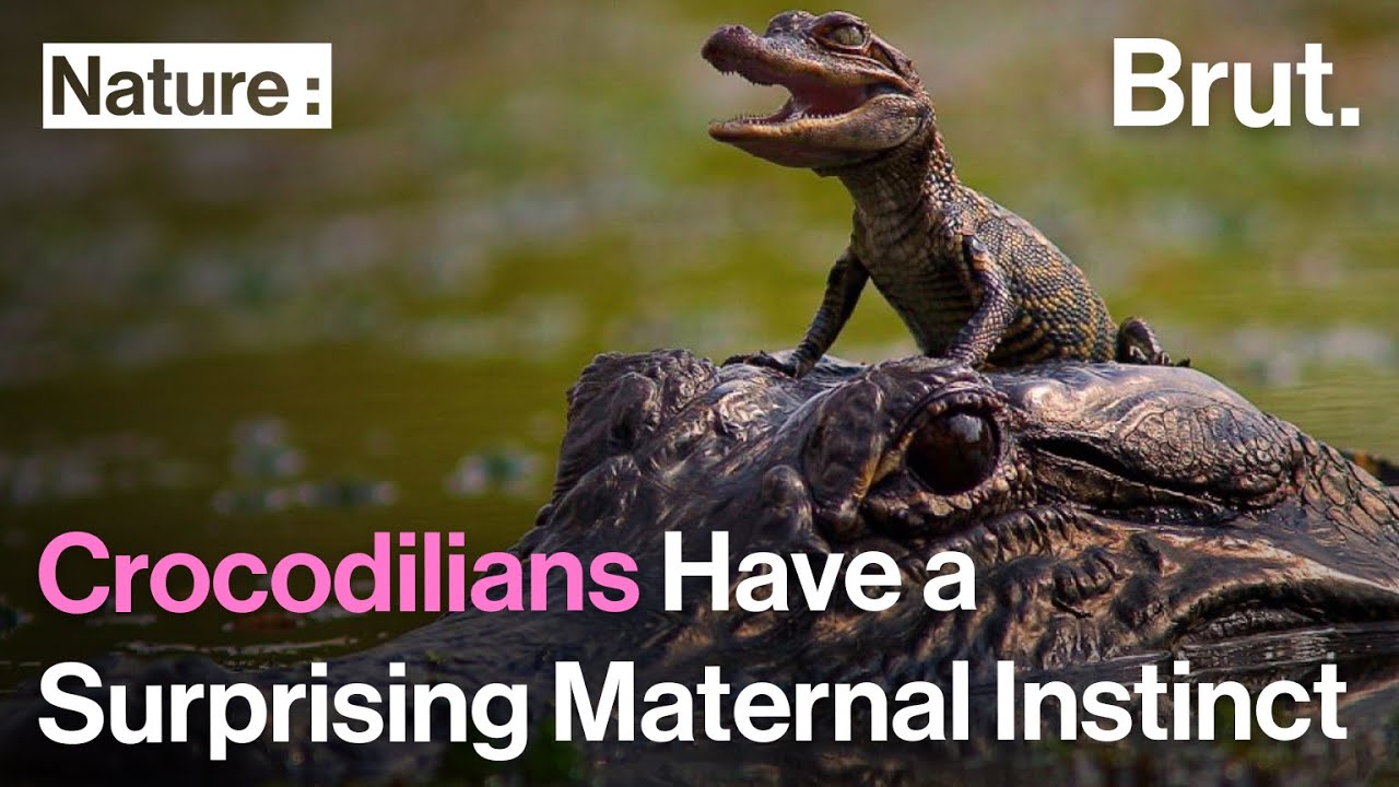 Crocodilians Have a Surprising Maternal Instinct