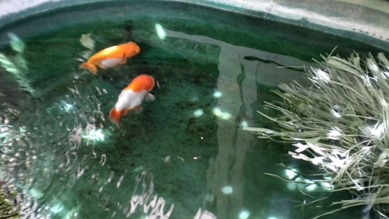 SHOCKING breeding Technique(NO filter during BREEDING)PAGKAKA-iba ng Lion and Buffalo Goldfish