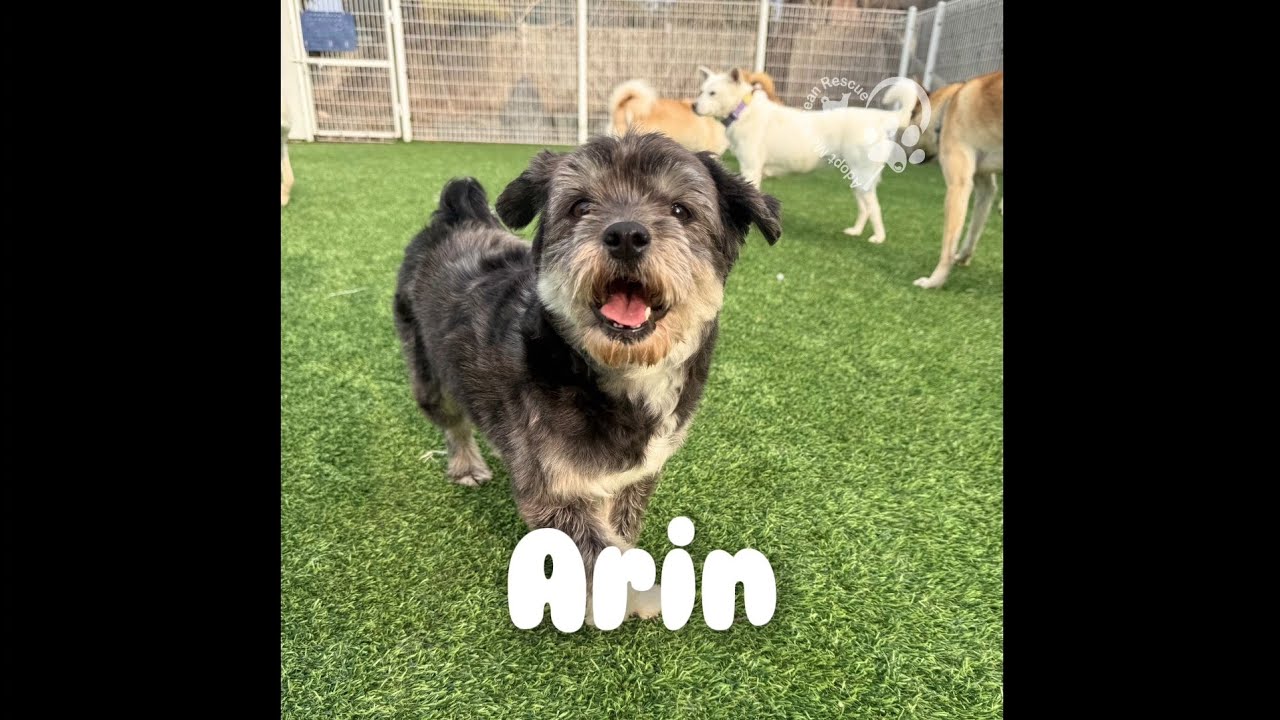 Meet Arin❤️ / #adoptmekoreanrescue #rescuedog 