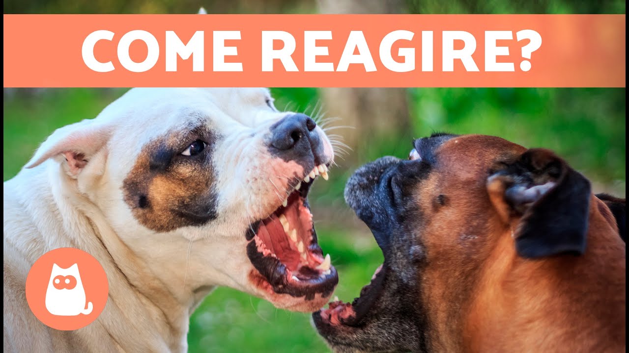 Cosa fare se il mio CANE MORDE un altro CANE? 🐶⚡🐶