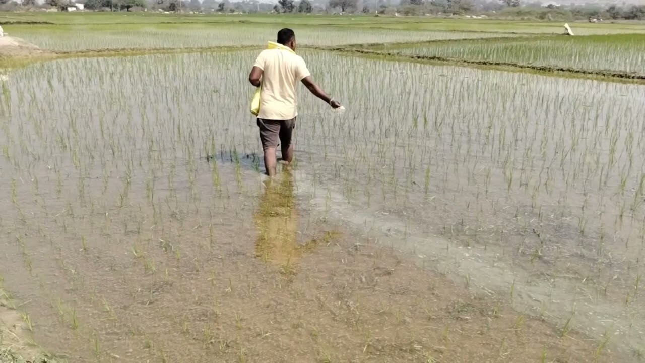 #Farmar #Paddy crop in #masaala urea with #coromandal #viralvideo #telugu #rajugangolla...