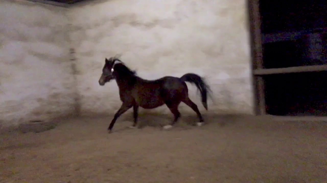 #Jamillaa 22 j&auml;hrige #vollblut #araber Stute