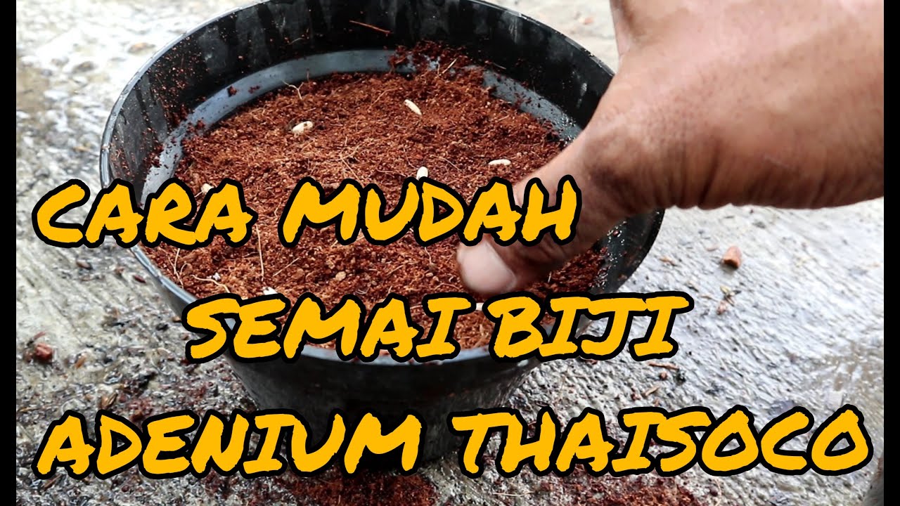 CARA SEMAI BIJI ADENIUM DENGAN MEDIA COCOPEAT MURNI