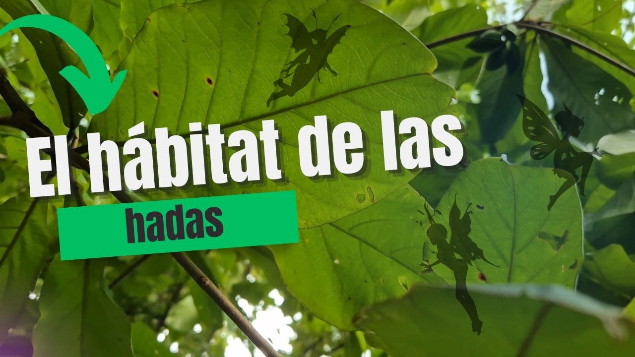 El h&aacute;bitat de las hadas y su funci&oacute;n &iquest;las podemos ver?🔎🧚🏻&zwj;♀️
