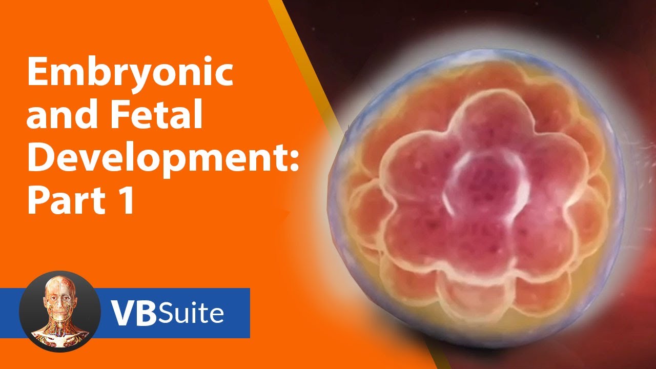 Learning Embryonic and Fetal Development (Part 1)