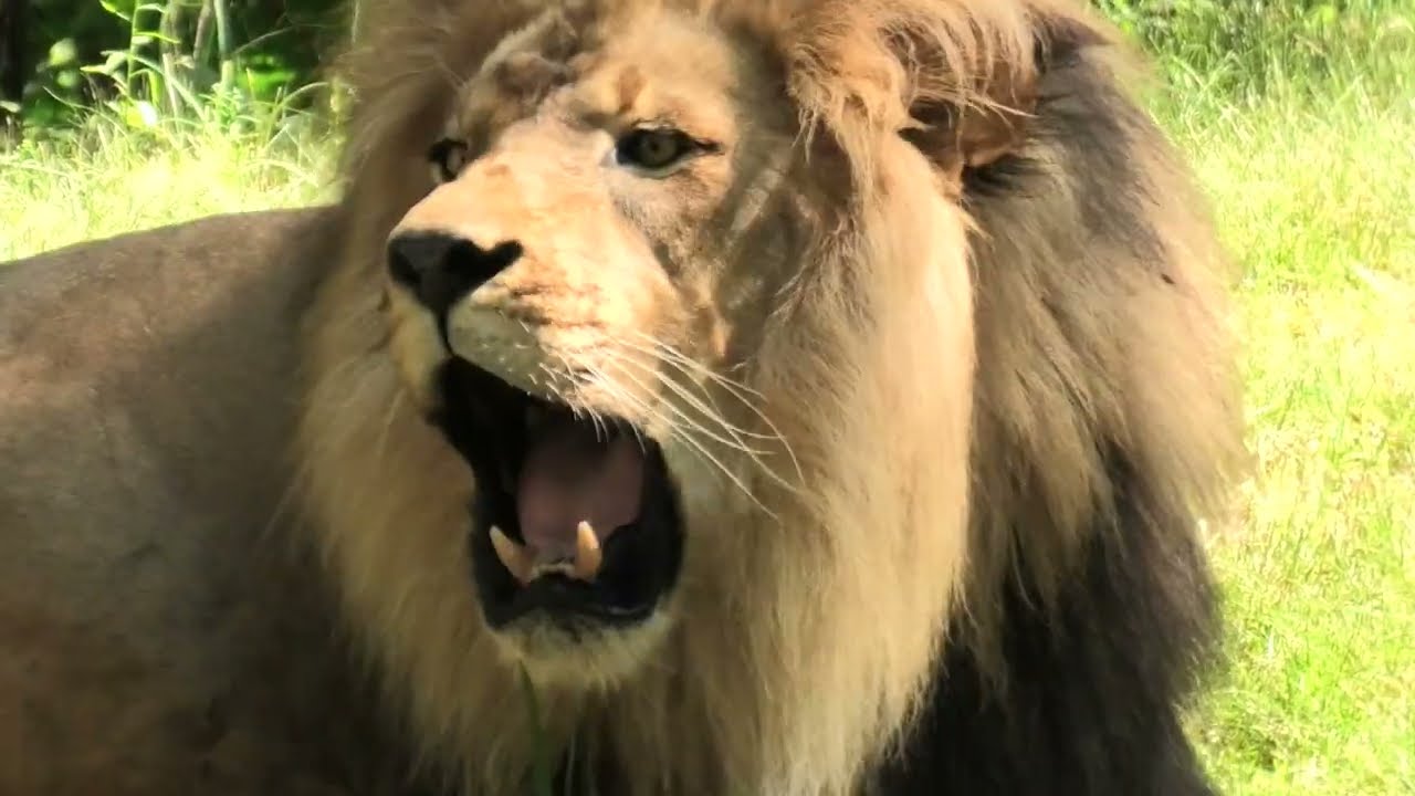Roaring Lion at the NYC Bronx Zoo