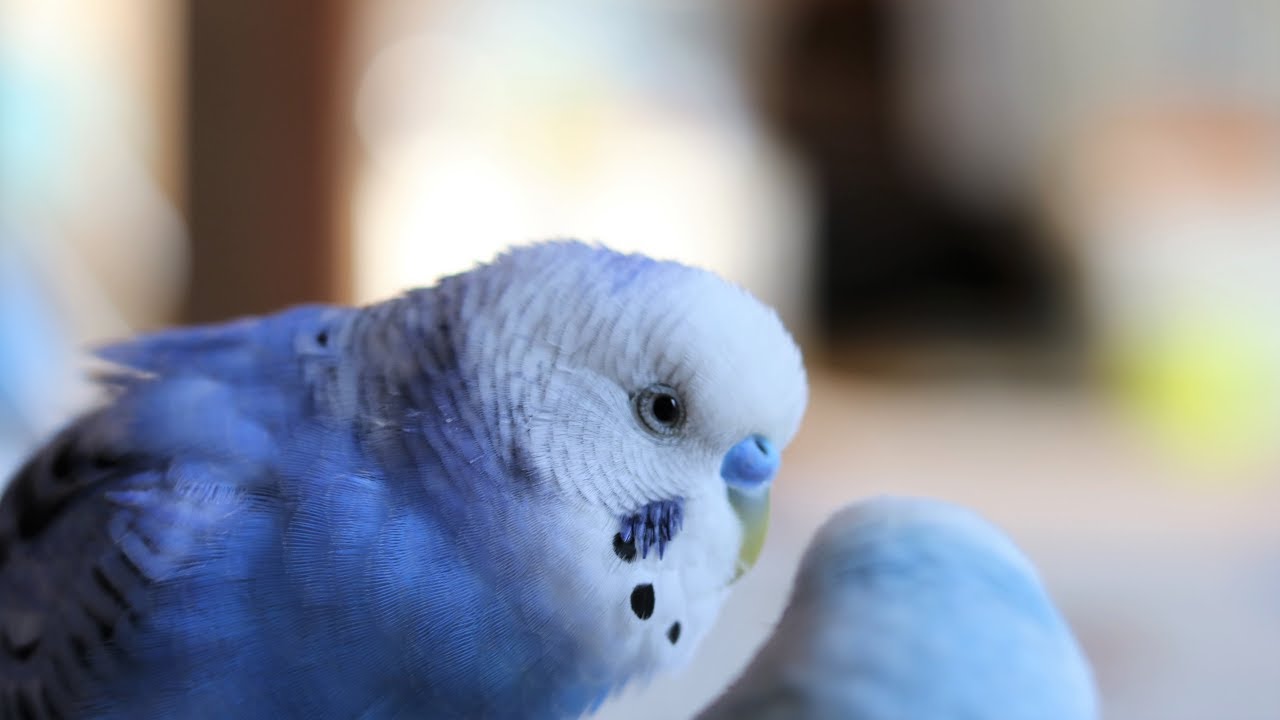 Gentle Blue　いつもそばに