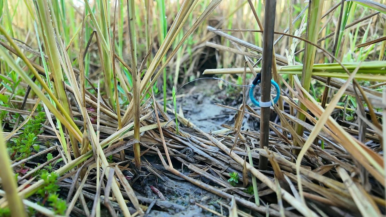 หมานเกินคาด ใส่บ่วงซ้ำหมายเก่าไม่นึกว่าจะติดดีขนาดนี้