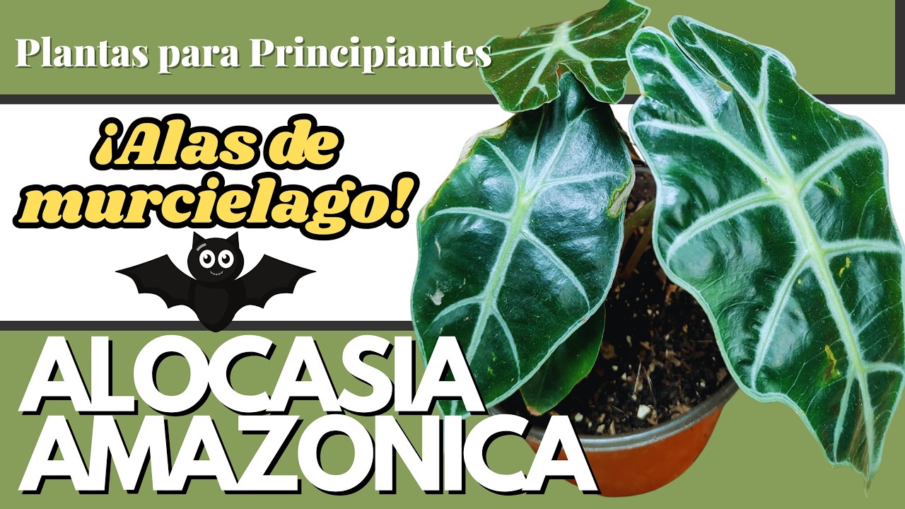 Aprende a cuidar a la planta Alocasia Amazónica (alas de murciélago) 🦇