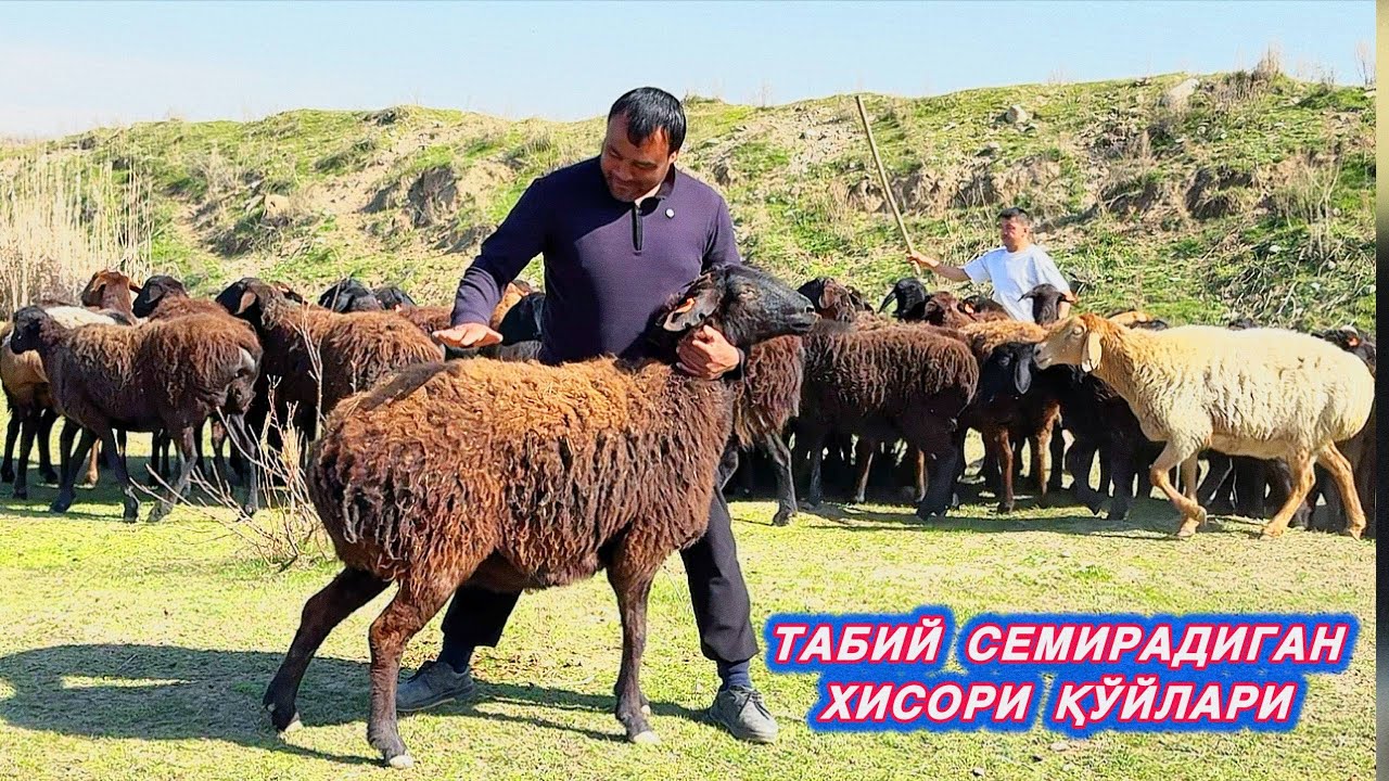 НАРХЛАР АРЗОН ТУГАМОҚДА БЎҒОЗ СЕЗОН ҲАМ ЎТМОҚДА
