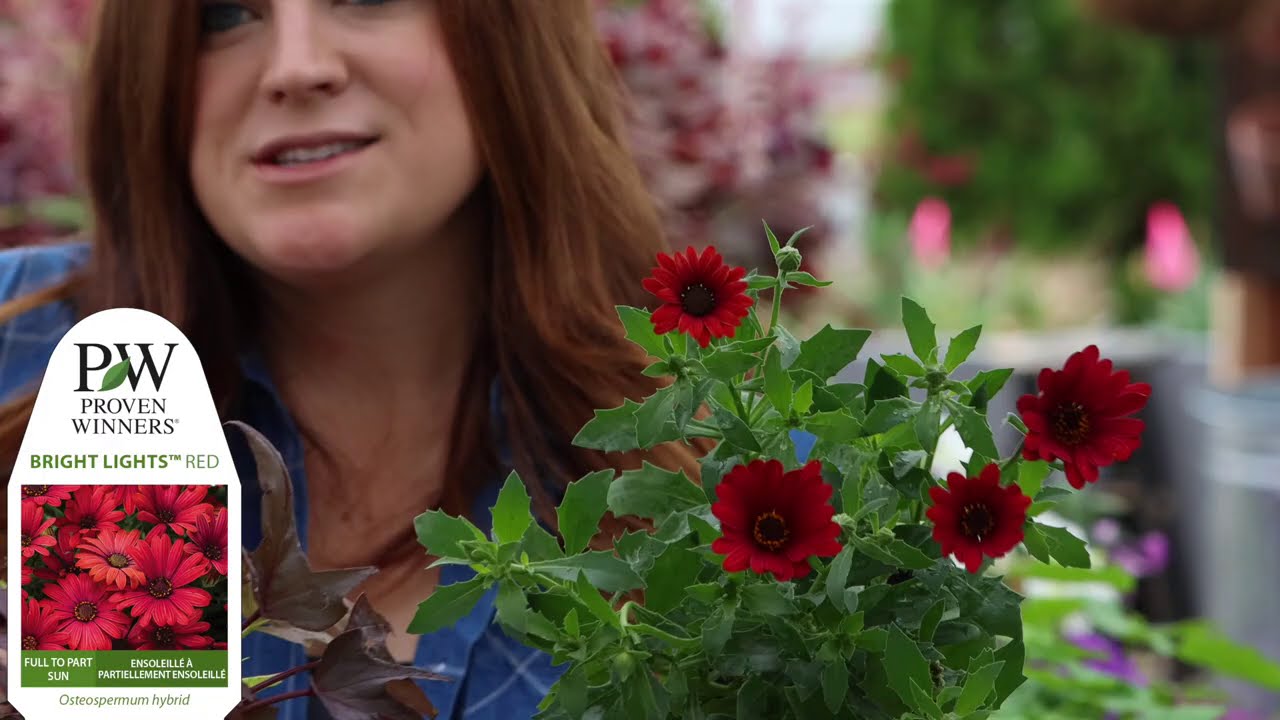 Full Sun Container Garden with Vibrant Color | Proven Winners Annuals