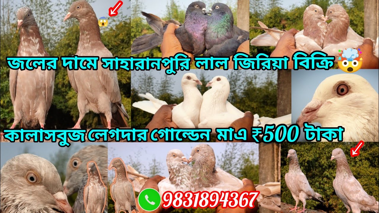 জলের দামে সাহাব়ানপুব়ি লালজিব়িয়া বিক্রি কালাসবুজ গোল্ডেন মাএ ₹500 টাকা এই প্রথমবাব় বিব়াট অফার 😱