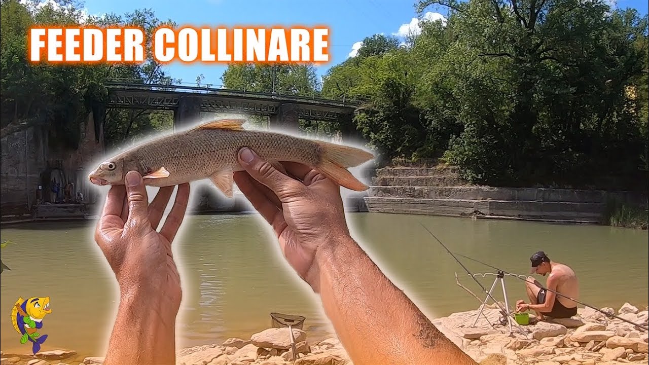 PORTO il mio migliore AMICO a PESCA! Il paradiso dei BARBI a FEEDER!