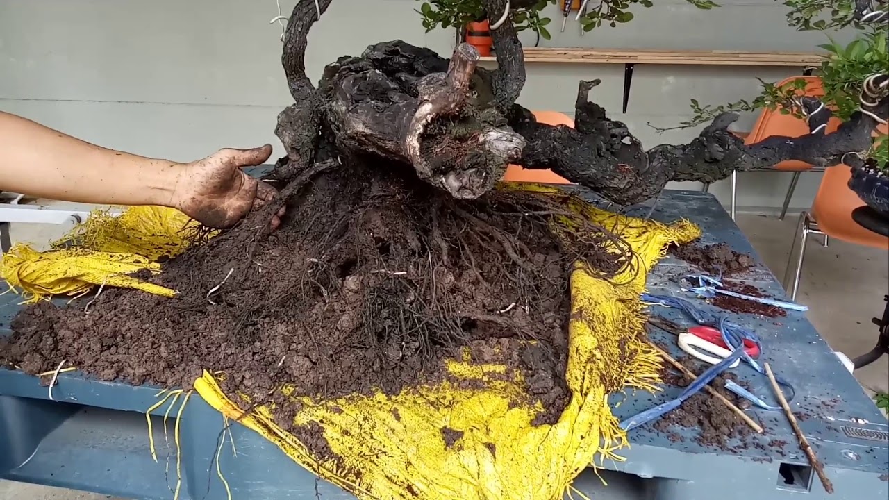 บอนไซ ตะโก ปรับปรุงรูปแบบ วิธีการ ปลูก เลี้ยงบอนไซ #บอนไซ #Bonsai