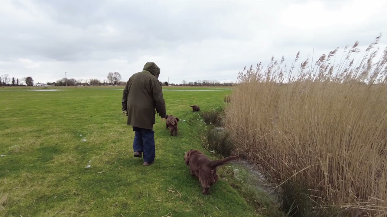 Sussex Spaniels do the ditches 'O'...