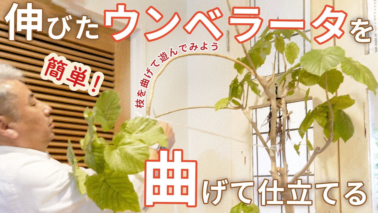 【曲げ木】伸びたウンベラータの曲げる方法・切り戻しのカット【フィカスゴムの木】