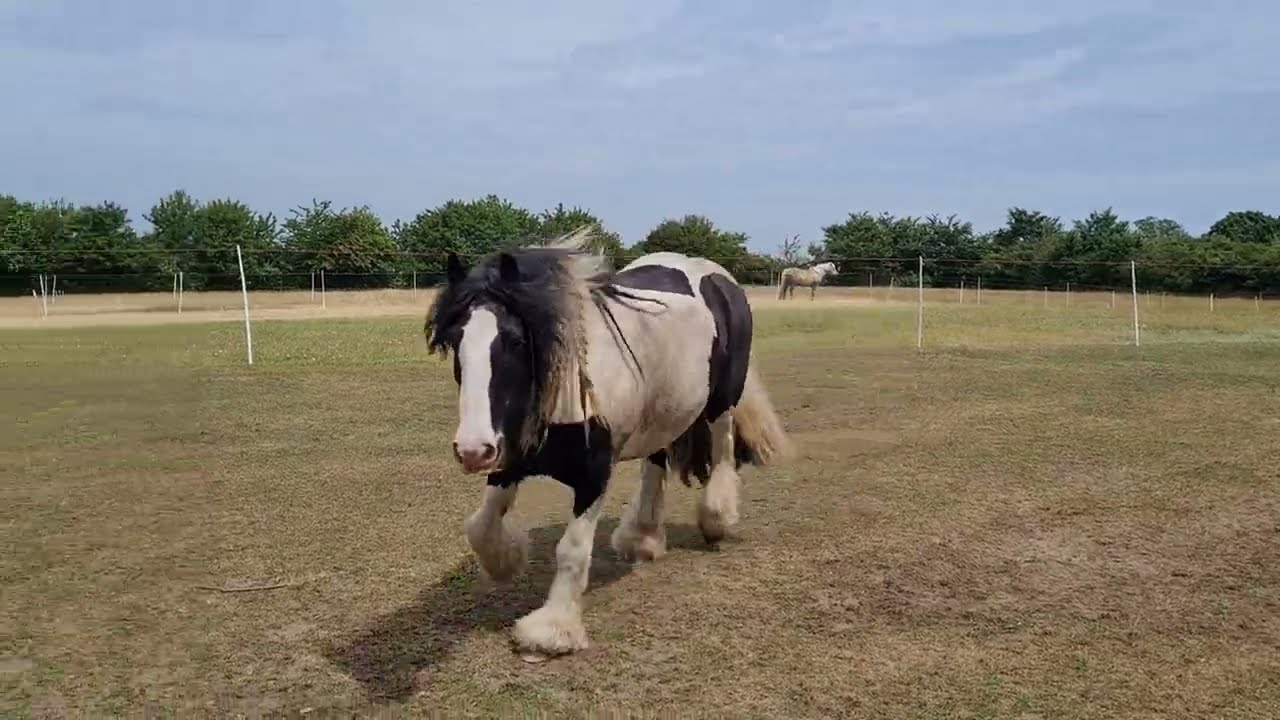 How to Catch Your Pony Using Positive Reinforcement