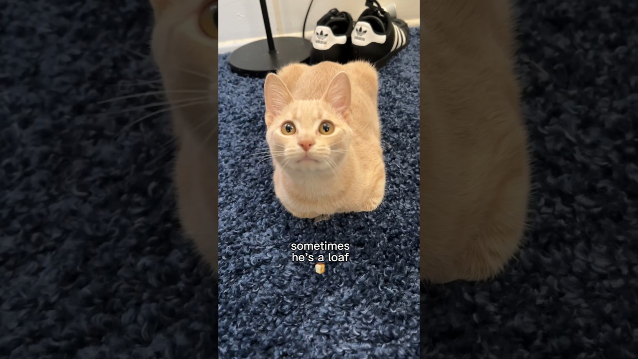 Иногда он похож на буханку хлеба 🍞 #кошки #кошачьябуханка #милыйкот