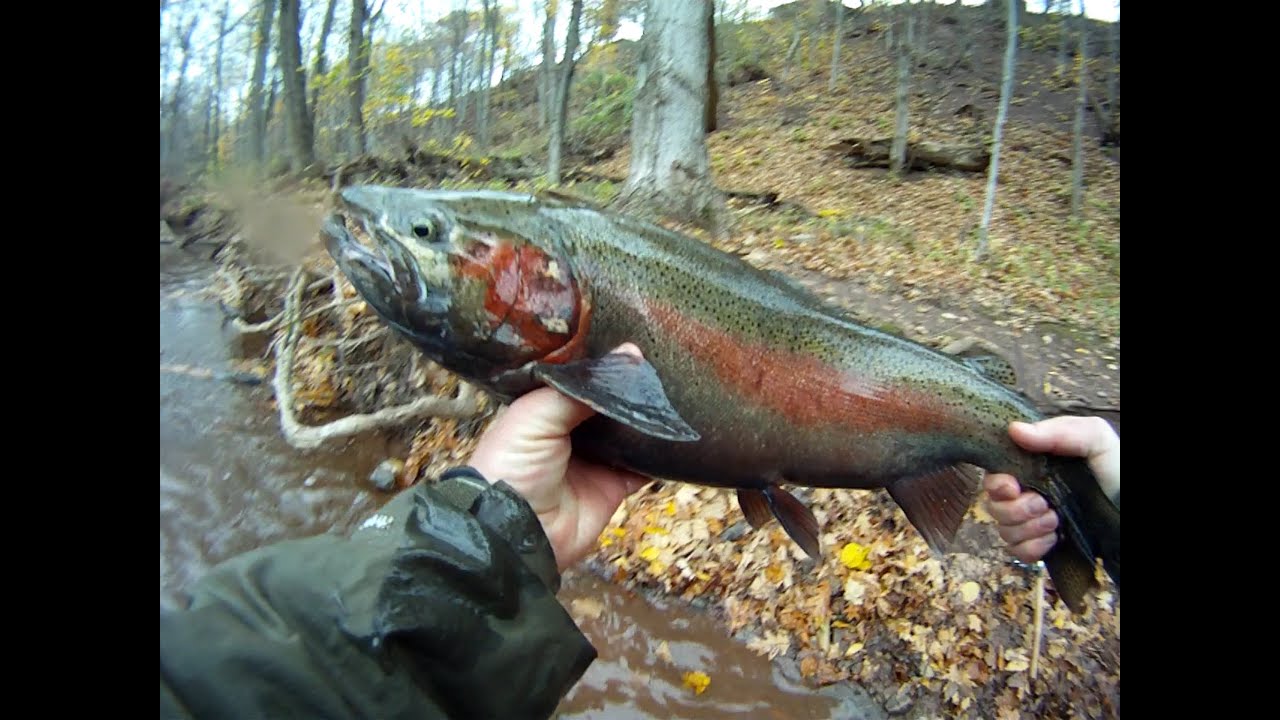 Oak Orchard STEELHEAD