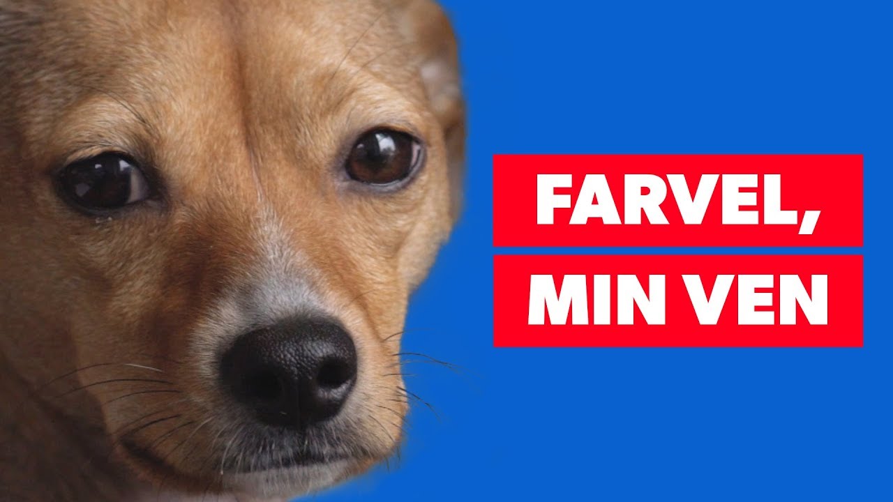 Sådan kommer du over dit kæledyrs død