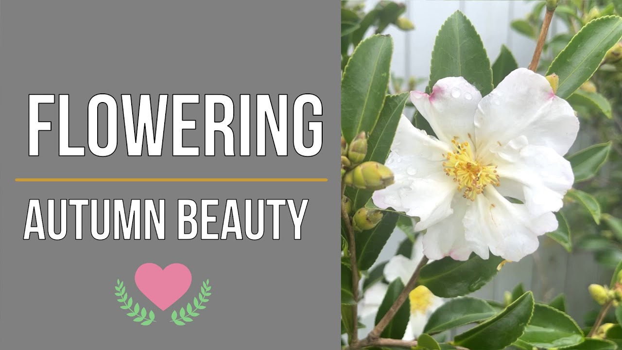 Camellia sasanqua 'Setsugekka' Autumn flowering plant of the week