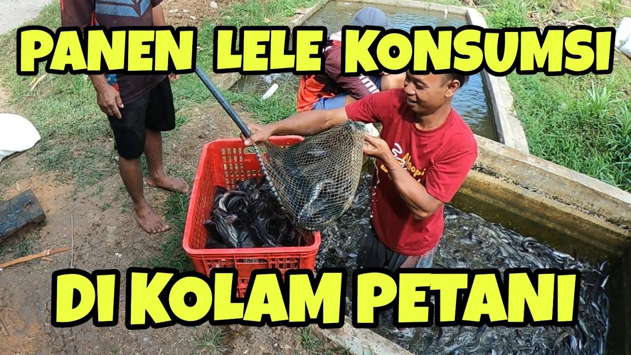 Panen Lele Konsumsi Langsung Dari Kolam Petani