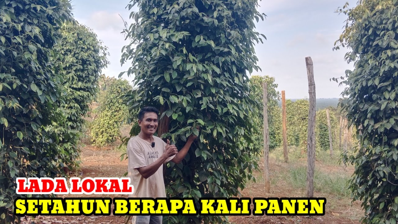 Jangka waktu panen lada dalam satu tahun, ini penjelasannya.